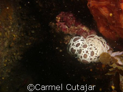 Two Nudi Guys Mateing
Kemua ,Malta by Carmel Cutajar 